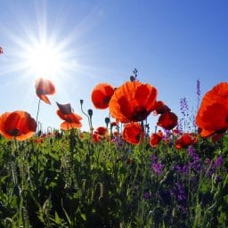 A field of red flowers in sunlight.