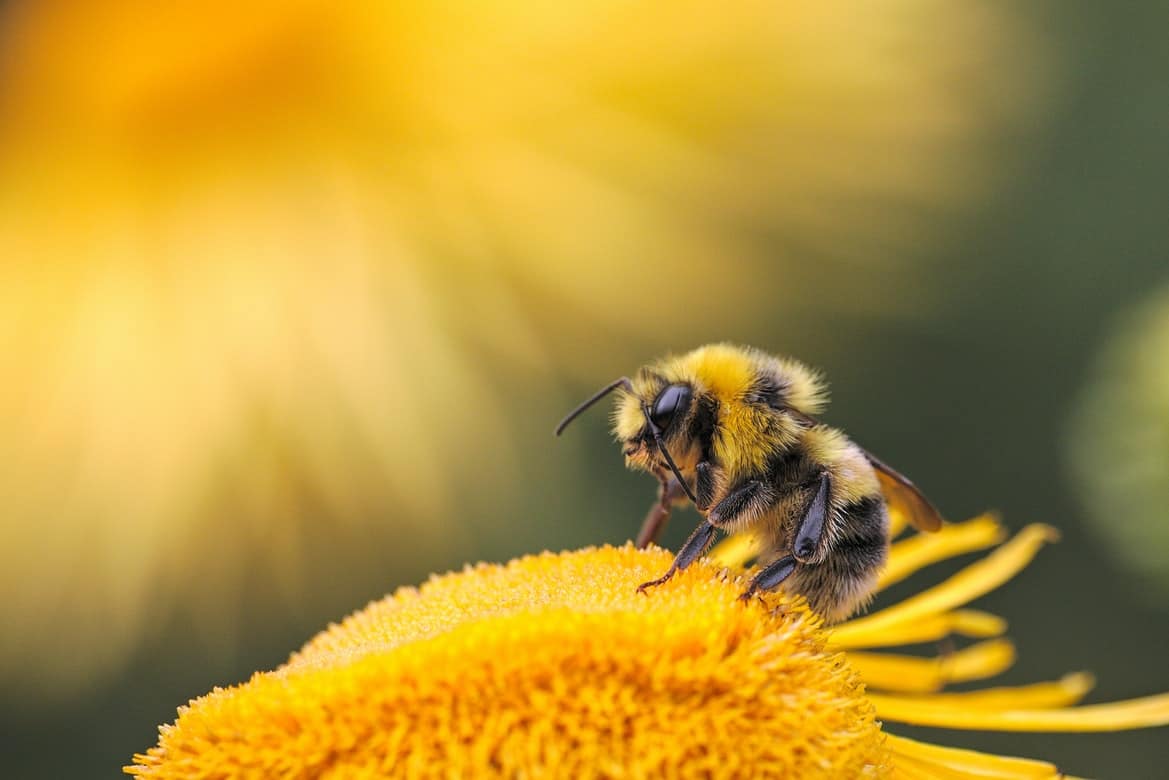 A bee sitting on a dandelion.