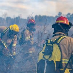 Firefighters put out a fire in the forest